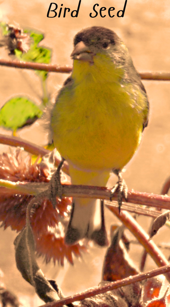 Bird Seed