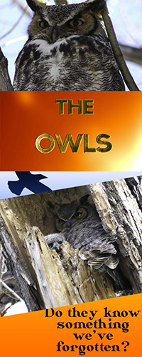 The Owls